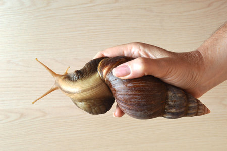 Snail in hand on wooden background. Snail in hand.の写真素材