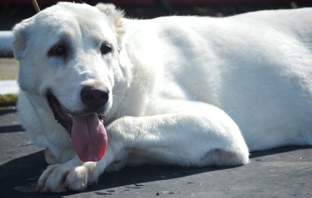 White dog lying on the ground and looking at the camera with tongue out