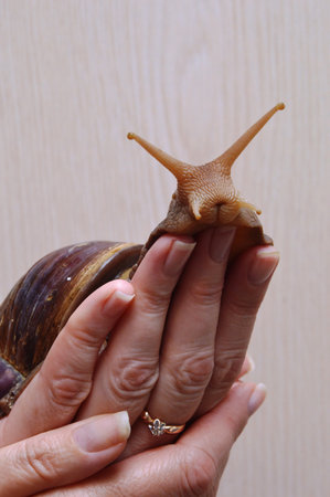 Snail in hand on a wooden background. close-up.の写真素材