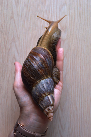 Snail in hand on wooden background. Snail in hand.の写真素材