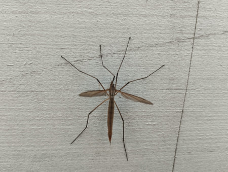 Mosquito on the wall, close up of a mosquito.の写真素材