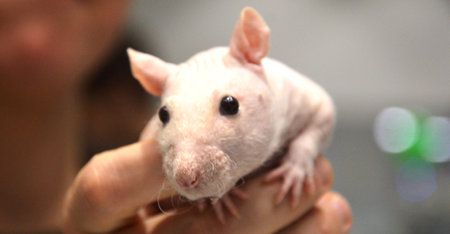 Cute white rat in the hands of a woman close-upの写真素材
