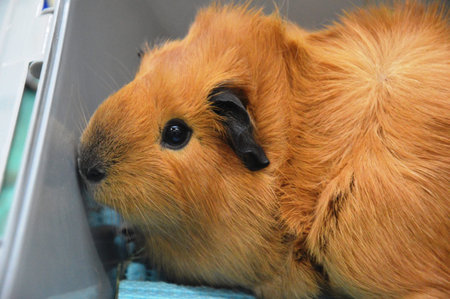 guinea pig in a pet parlor, closeup of photo