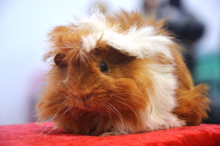 guinea pig on a red background, close-up, petの写真素材