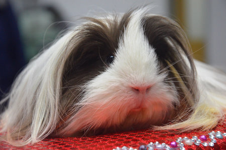 Guinea pig on a red background with beads, close-upの写真素材