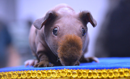 Cute guinea pig sitting on a blue tablecloth and looking at the cameraの写真素材