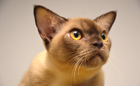 Close up portrait of a Burmese cat on white background.の写真素材