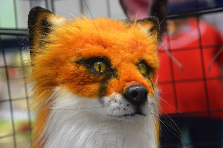 red fox in a cage in a pet shop, closeup of photoの写真素材