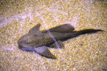Underwater view of a tropical fish swimming in a marine aquarium.