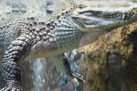 Crocodile in the zoo. Crocodile close up