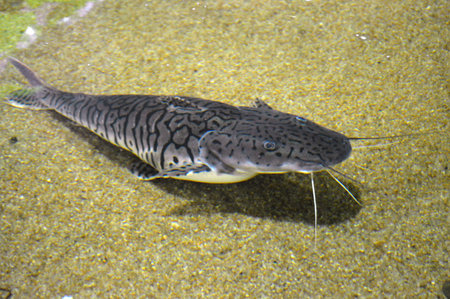 Catfish in the aquarium, close-up of a catfishの写真素材