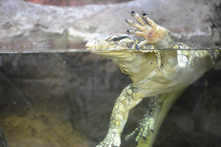 Close-up of a water monitor in a zoo. Animal theme.