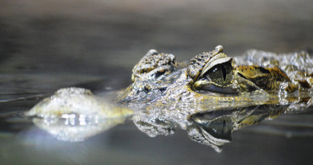 Crocodile in the water, close-up view.