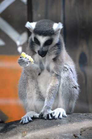 Ring-tailed lemur (Lemur catta) eating banana