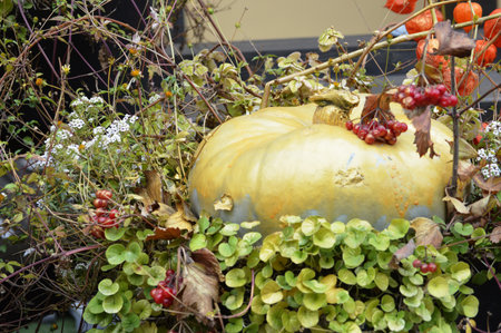 Autumn still life with pumpkins, berries and ivy.の写真素材