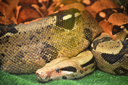 Boa constrictor, Python reticulatus, is a species of python found mainly in Indonesia.の写真素材
