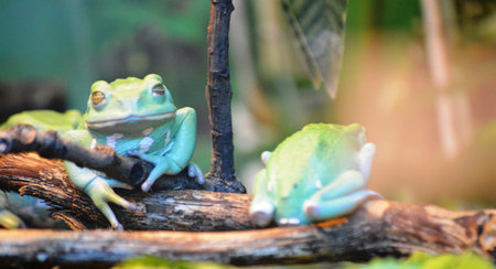 Green tree frog on a branch in the forest. Wildlife scene from nature.の写真素材