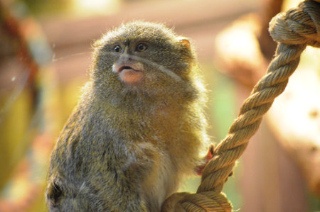 The Barbary tamarin, Saguinus barbatus, is a species of monkey in the family Felidae.の写真素材
