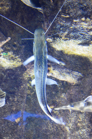 Underwater view of a catfish swimming in a freshwater aquarium.