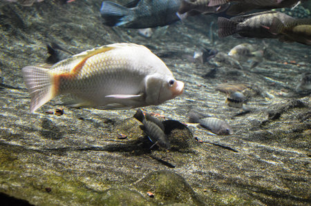 Cichlid fish swimming in the water in the aquarium.の写真素材