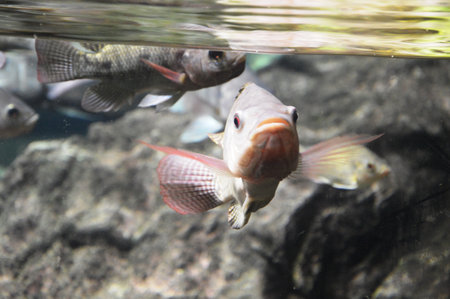 Cichlid fish swimming in an aquarium. Close up.の写真素材
