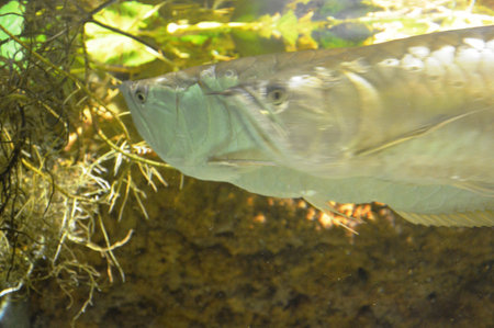 Close up view of a freshwater fish swimming in a freshwater aquarium.の写真素材