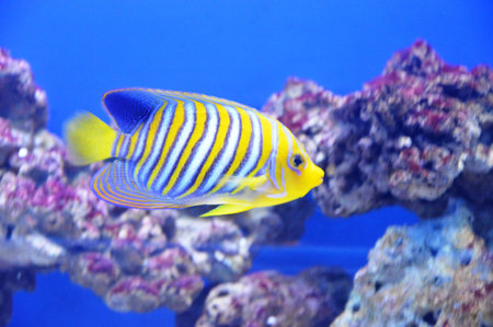 tropical fish in the aquarium, close up of a colorful fish