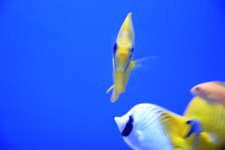 Tropical fish swimming in an aquarium. Underwater world.の写真素材