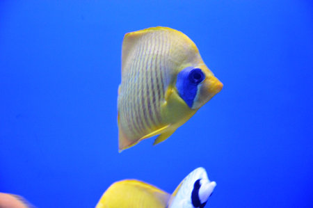 Tropical fish in an aquarium, close-up of photoの写真素材