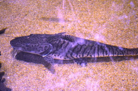 Catfish swimming in the water, close-up of a catfish
