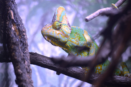Chameleon on the tree in the zoo. Chamaeleo calyptratus