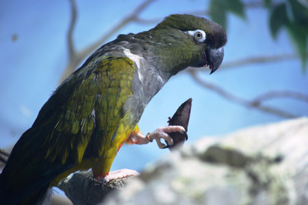 Parrot eating a piece of bread in a zoo. Macaw parrotの写真素材