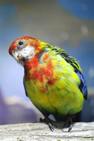 Colorful parrot in the aviary, closeup of photoの写真素材