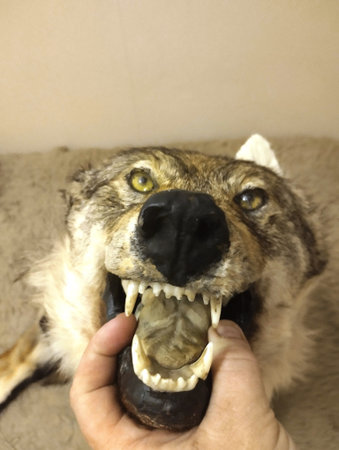 Wolf in the hands of a man. The concept of protection and care of animals.