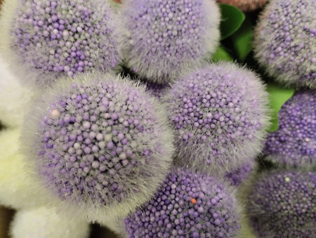 Close up of a variety of small purple and white cactusesの写真素材