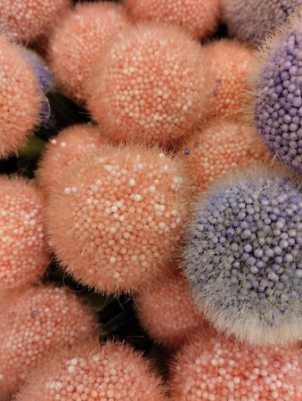 Close up of pink and purple flower in the flower shop, stock photoの写真素材
