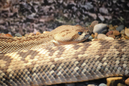 A close up of a western diamondback rattlesnake.
