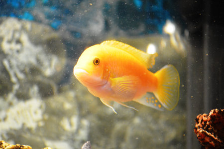 Beautiful yellow cichlid fish swimming in the aquarium.