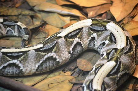 Panther's viper (Vipera viperi)