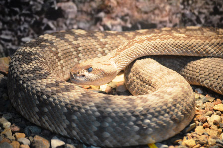 A closeup of the head of a rattlesnake.