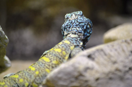 Close up of a blue and yellow lizard sitting on a rock.