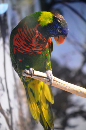 Colorful parrot sitting on a branch in a zoo, closeup of photo