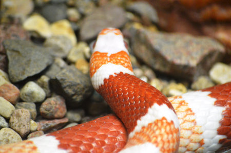 A closeup shot of a red and white striped snake on rocks