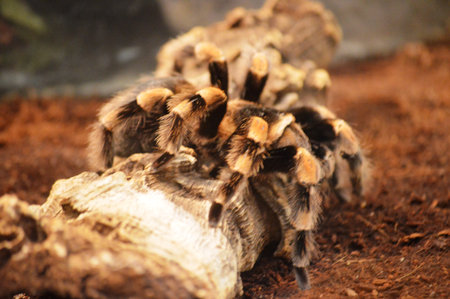 Tarantula spider close-up. Selective focus. Animal.