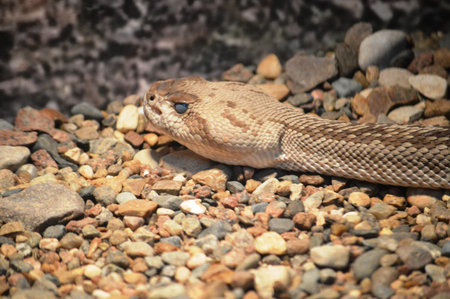snake on the rock in the wild, closeup of photo