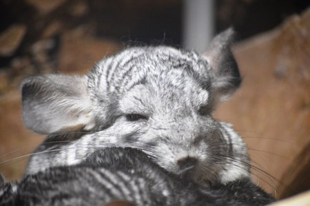 Gray chinchilla in a cage, close-up view.の写真素材