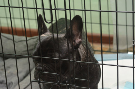 french bulldog in a cage in the animal shelter, animal shelterの写真素材