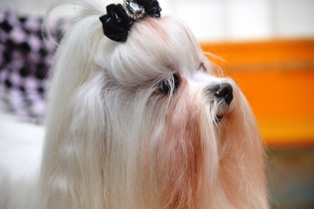 Portrait of a cute Maltese dog with a bow on its headの写真素材