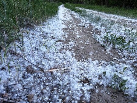 Dirt road covered with snow and grass in the early spring.の写真素材