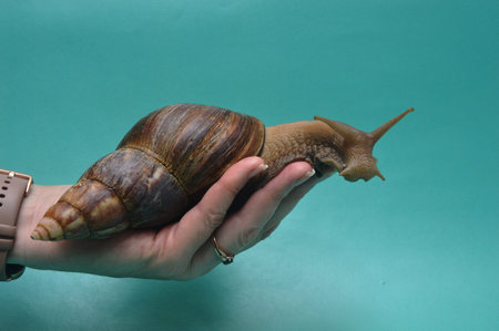 Garden snail in hand isolated on green background. Snail in hand.の写真素材